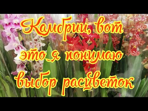 Видео: Орхидеи. Огромный выбор Камбрий. Столько сортов вместе я еще не видела.