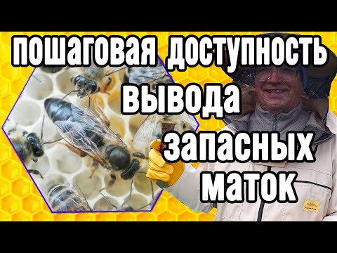 Видео: Нужны на пасеке ЗАПАСНЫЕ МАТКИ.  Это просто и доступно.