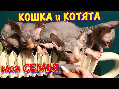Видео: Кот Миллион когда был МАЛЕНЬКИМ КОТЁНКОМ 😻 Кошка Мама