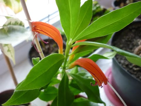 Видео: Эсхинантусы - мои фавориты среди зимнецветущих растений.