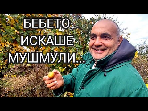 Видео: МУШМУЛИТЕ СА ГОТОВИ ЗА БРАНЕ В КРАЯ НА ОКТОМВРИ! СЛЕД МЕСЕЦ ЩЕ СА ГОТОВИ И ЗА КОНСУМАЦИЯ. ИСТОРИЯТА!