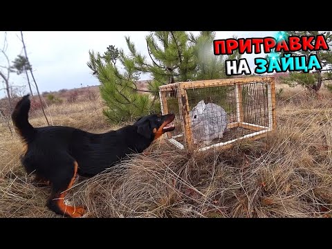 Видео: Бесконтактная притравка Ягдтерьера на зайца. Жарю картошку с салом и колбасой.