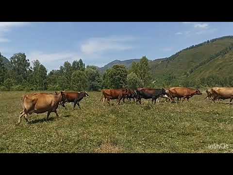 Видео: 45. Путешествие по ВКО. Алматы - Коробиха - Бухтарма - Алаколь. Лайфхак для шатра.