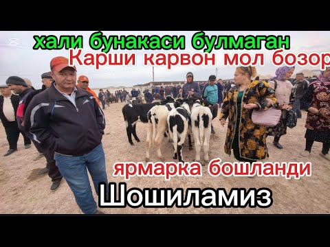 Видео: Зарарига сотилган Гигант букалар Карши карвон мол бозори. Zarariga sotilgan Gigant buqalar Qarshi