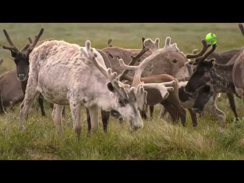 Видео: ПОЛЯРНЫЕ ИСТОРИИ НЕДАРМА