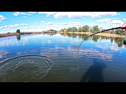 Видео: НЕ ВЕРИЛ в ЭТО МЕСТО а РЕЗУЛЬТАТ ШОК! Эти крокодилы катали и кружили меня!!!