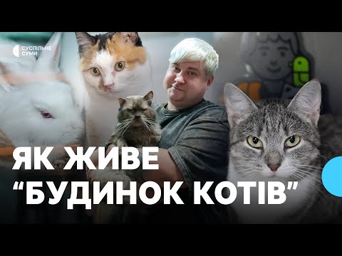 Видео: Як живе “будинок котів”: сумському притулку “DIMPETS” два роки