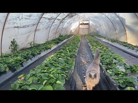 Видео: Образцовый балаган с клубникой.