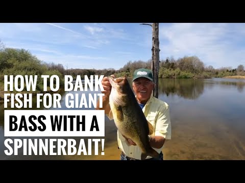 Видео: Как поймать гигантского окуня с помощью спиннербейта!