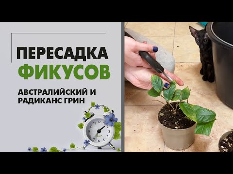 Видео: Фикус Австралийский и фикус Радиканс Грин. Пересадка фикусов