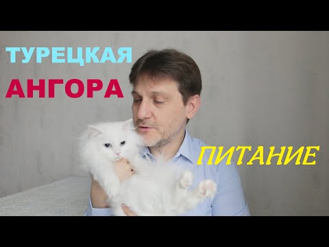 Видео: ТУРЕЦКАЯ АНГОРА / ОСОБЕННОСТИ УХОДА И ПРАВИЛА ПИТАНИЯ / КАК И ЧЕМ КОРМИТЬ АНГОРСКУЮ КОШКУ