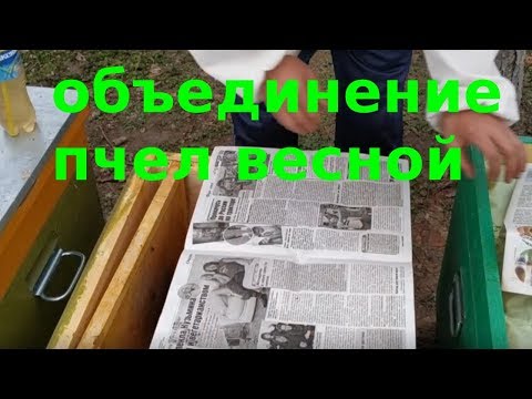 Видео: Объединение пчел весной