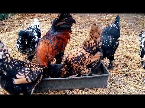 Видео: УТРО НА ПТИЧЬЕМ ДВОРЕ, ОТВЕЧАЮ НА ВОПРОС ЗРИТЕЛЯ.