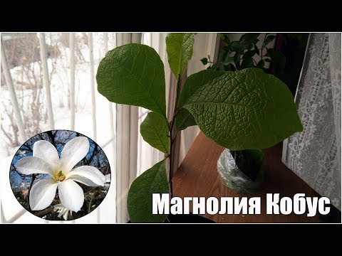 Видео: Магнолия Кобус - размножение семенами - стратификация и посадка
