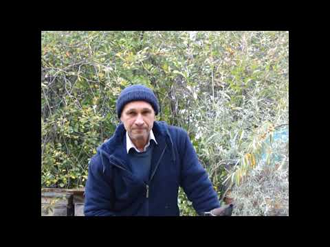 Видео: Сборка семей в зиму. Ульи удав и дадан