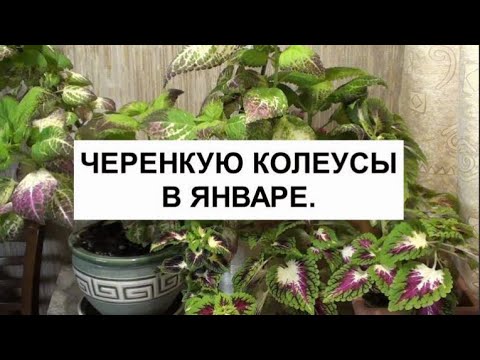 Видео: Черенкую колеусы в январе.