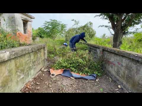 Видео: Привлекательное преображение заброшенного дома - Очистите траву и подстригите заросшие деревья.