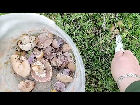 Видео: Грибная охота. 