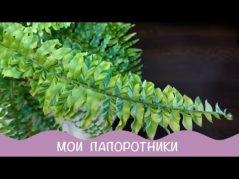 Видео: Папоротники у меня дома.  Обзор сентябрь 2021.
