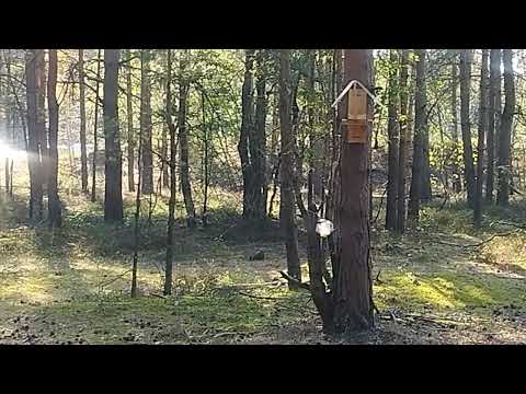 Видео: Белочка, море, вспоминашки 🐿️🐿️🐿️