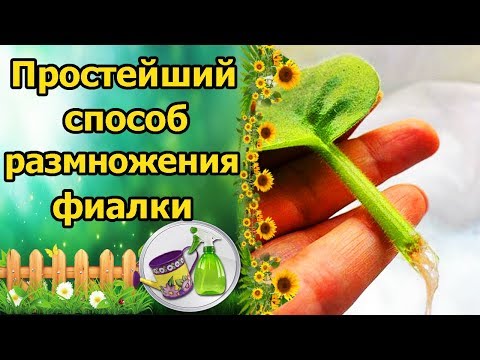 Видео: ПРОЩЕ НЕ БЫВАЕТ!!! РАЗМНОЖЕНИЕ КОМНАТНОЙ ФИАЛКИ ЛИСТОМ. КАК УКОРЕНИТЬ ЛИСТ СЕНПОЛИИ В ВОДЕ?