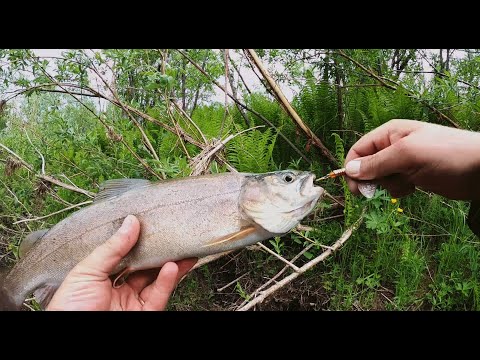Видео: ЭТО ШОК! Столько КРАСНОКНИЖНОЙ РЫБЫ я ещё НЕ ЛОВИЛ!  Утренний быт| Рыбалка| Вечер у костра|+18