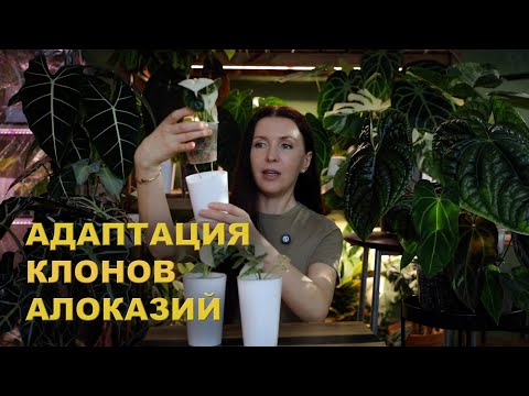 Видео: СХЕМА АДАПТАЦИИ растений ИЗ ПРОБИРКИ / ПРЕПАРАТЫ для адаптации клонов / КЛОНЫ АЛОКАЗИЙ