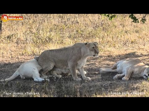 Видео: Кай, ну будь ты человеком, помоги Чебурахе 😂 Львы. Тайган. Lions life in Taigan.