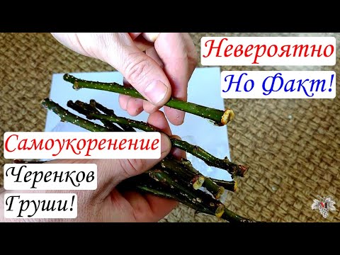 Видео: Этого НЕ МОЖЕТ Быть! САМОУКОРЕНЕНИЕ ЧЕРЕНКОВ Груши