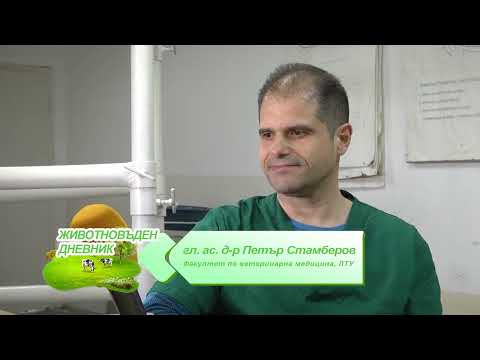 Видео: Животновъден дневник: Практика на студентите по ветеринарна медицина в Лесотехнически университет