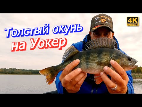 Видео: Круто половил окуня на поверхностные приманки. Рыбалка на спиннинг осенью