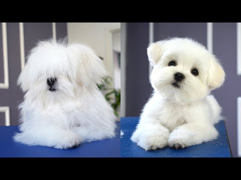 Видео: ЩЕНОК МАЛЬТИЙСКОЙ, ПЕРВАЯ СТРИЖКА НОЖНИЦАМИ ✂️❤️🐶 симпатичность гарантирована!