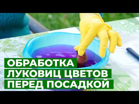 Видео: РАСЦВЕТУТ ДАЖЕ КАПРИЗНЫЕ ЛУКОВИЧНЫЕ | Нежные Фрезии - как правильно обработать луковицы?