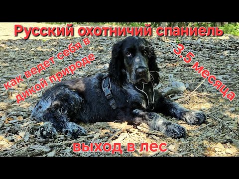 Видео: Русский охотничий спаниель 3 месяца. Выход в лес. Поведение спаниэля. Дрессировка спаниеля.