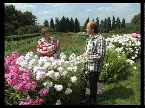 Видео: Сад и огород. Флоксы (1)