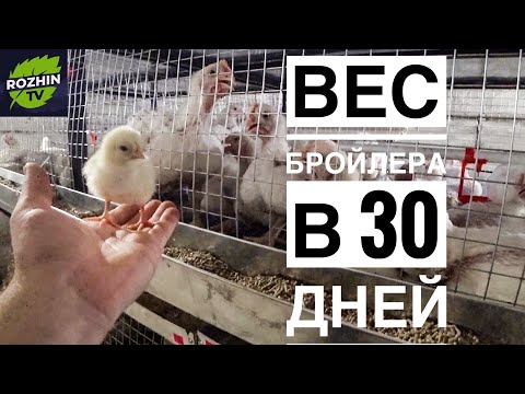 Видео: Бройлеры вес в месяц