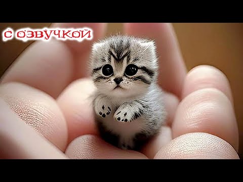 Видео: ПРИКОЛЫ С КОТАМИ! С ОЗВУЧКОЙ - Самые Смешные Коты - СМЕШНЫЕ ЖИВОТНЫЕ! ДО СЛЁЗ!