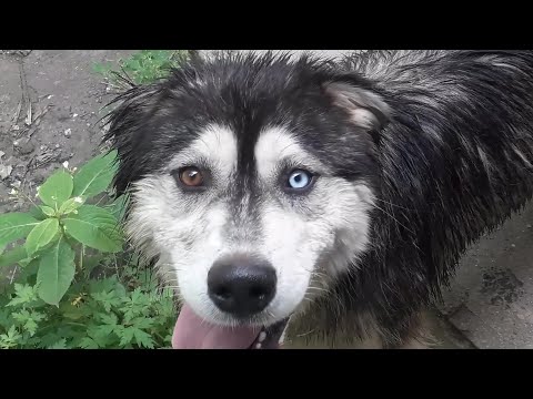 Видео: Метис хаски, дворняги и, видимо, водолаза...