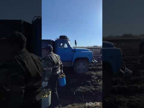 Видео: Уборка урожая картошки 2025 год Республика Татарстан!!!