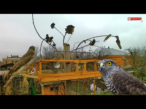 Видео: Осторожно. Внимание, опасная птица. Птица ястреб.