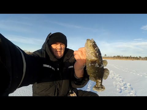 Видео: Крупный ротан на жерлицы-поставухи (зимняя рыбалка на ротана)