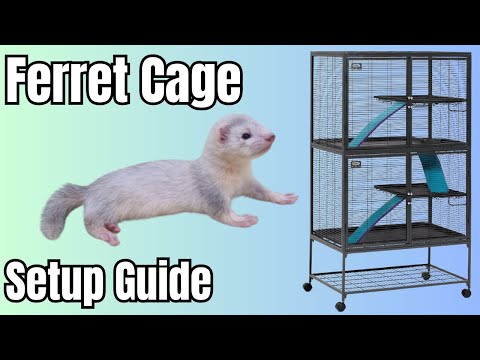 Видео: Полное руководство по содержанию хорьков: установка, подстилка и уход