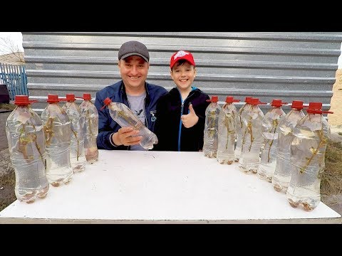 Видео: Как Сделать Квас-Шампанское из Берёзового Сока! Напиток Огонь, Смак...!