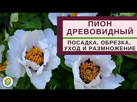 Видео: ПИОН ДРЕВОВИДНЫЙ - посадка, уход, размножение