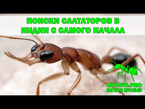 Видео: В поисках Салтаторов, полная версия экспедиции в Индии