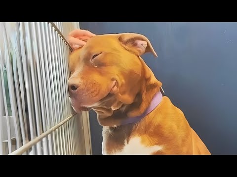 Видео: Этот питбуль провёл 1000 дней в приюте, а потом каждые выходные его усыновляла женщина