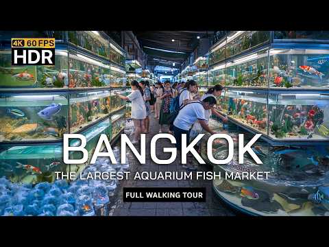 Видео: 🇹🇭 4K HDR | КРУПНЕЙШИЙ В АЗИИ РЫНОК АКВАРИУМНЫХ РЫБ - Рыбный рынок Бангкока