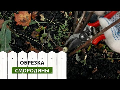 Видео: Как обрезать и омолаживать куст смородины