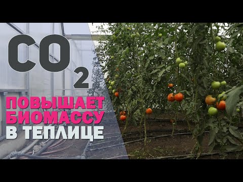 Видео: CO2 влияет на рост растений / Правда или вымысел ?