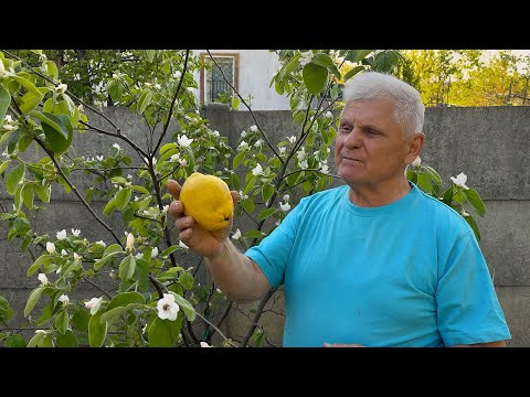 Видео: Один фрукт — тысячи пользы: почему я выбираю айву